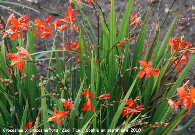 Crocosmia x crocosmiiflora 'Zeal Tan'